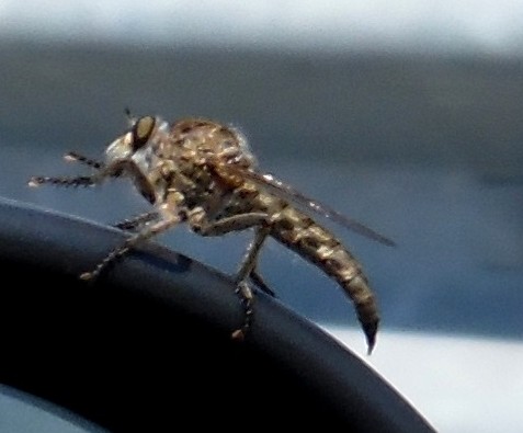 Asilidae